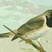 Dark-throated Thrush